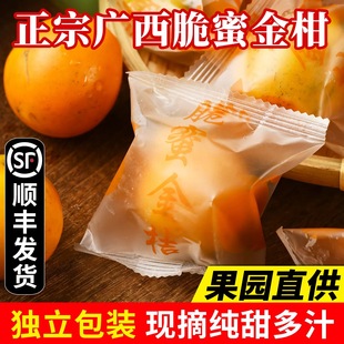 脆蜜金柑礼广西第三代金桔纯甜无籽现摘新鲜融安当季顺丰包邮