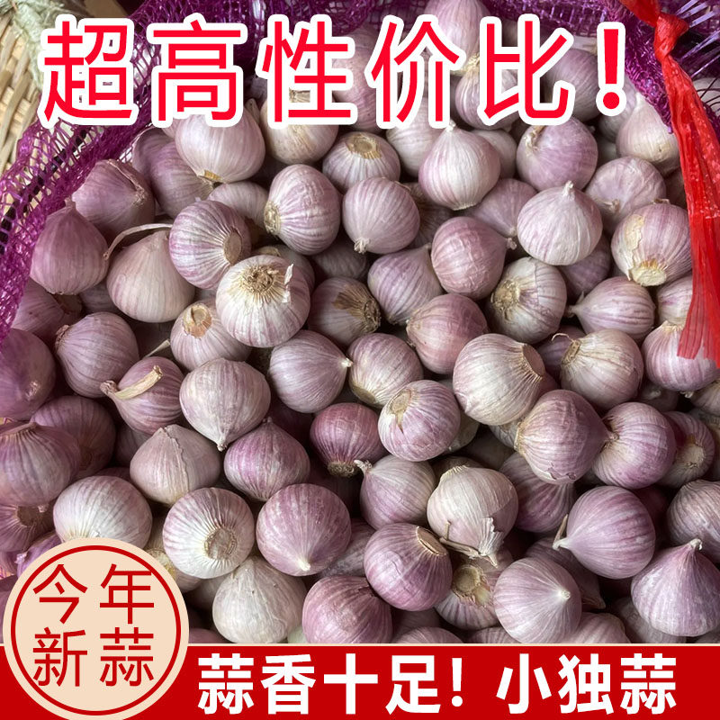 2026新云南独头蒜大蒜头新鲜干蒜紫皮独蒜红珍珠辣蒜5蔬菜当季