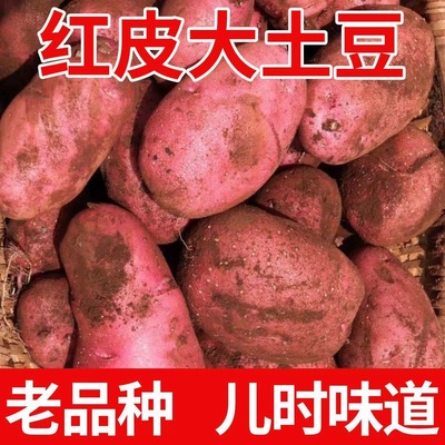 云南新鲜红皮黄心老品种土豆包邮2025新农家红洋芋粉面高山马铃薯