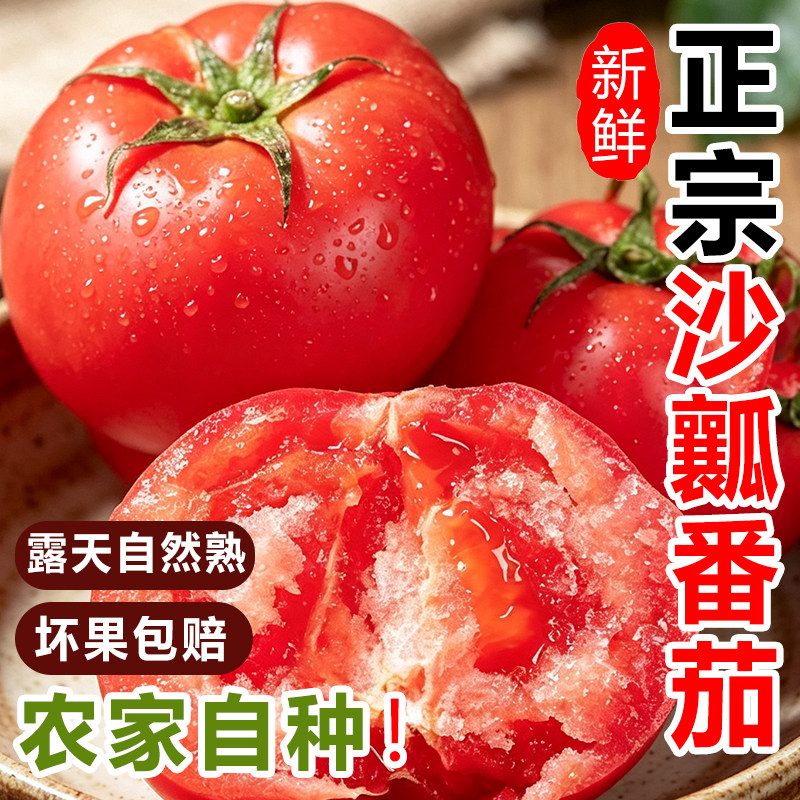 攀枝花沙瓤西红柿生吃番茄自然熟多汁新鲜蔬菜水果现摘非普罗旺斯