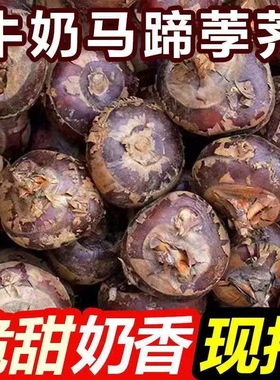 新鲜马蹄5斤荸荠应当季水果蔬菜现挖马蹄莲脆地栗梨饽荠包邮