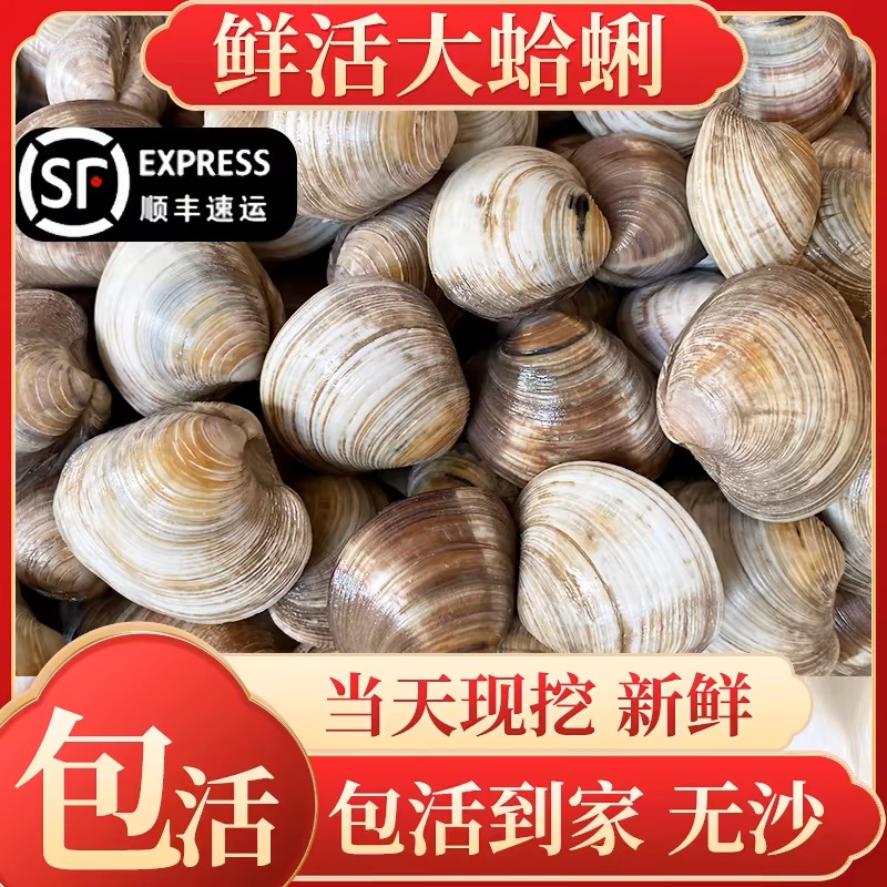 无泥无沙新鲜美贝大蛤蜊鲜活发货大花甲包活到家