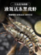 黑虎虾特大号16 20规格活虾速冻3斤 盒