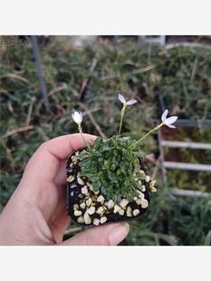 北美耳草北美蓝花耳草日本雏草山野草蓝紫花趣味小清新室内盆栽