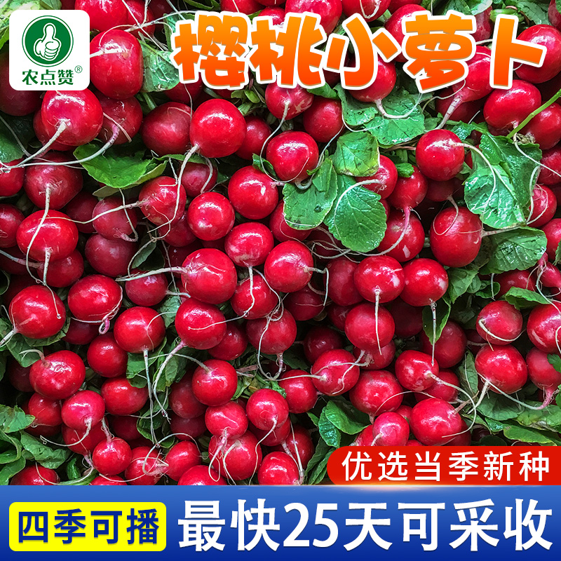 农点赞四季盆栽萝卜种子耐热