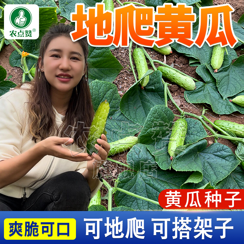满地爬黄瓜种子 春秋免搭架懒人易种水果黄瓜耐旱阳台蔬菜种子