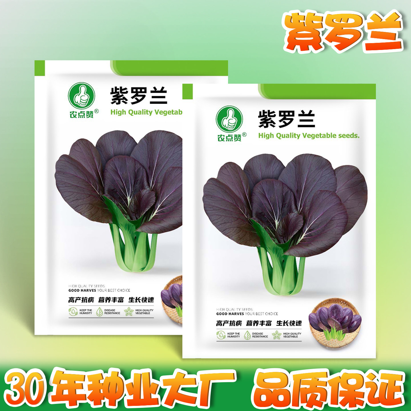 紫罗兰油菜种子四季小青菜种子小白菜耐热红紫油菜阳台种植蔬菜籽