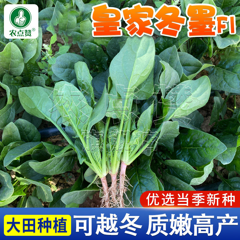 农点赞秋冬冬墨大叶菠菜种子