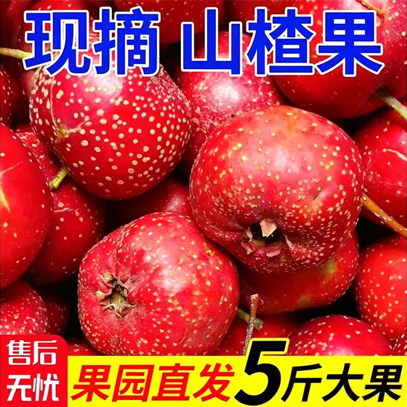 新鲜山楂鲜果鲜山里红大金星生山楂果水果大果糖葫芦专用批发泡酒