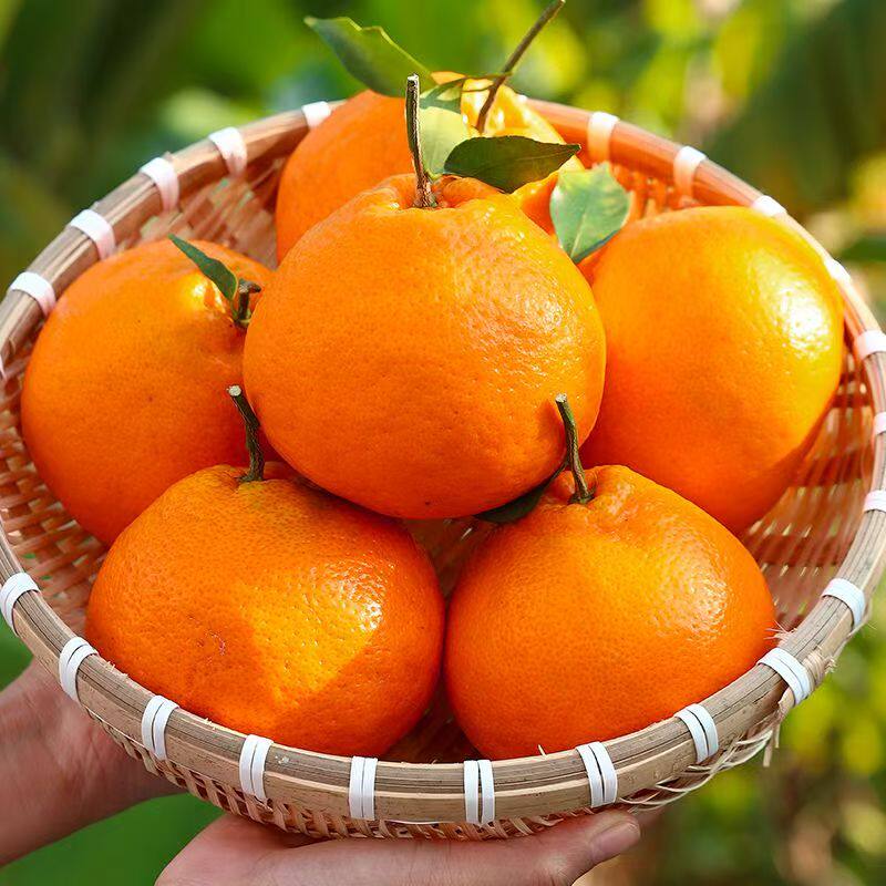 正宗四川春见耙耙柑现摘发货官方旗舰店新鲜10斤装粑粑柑丑桔子橘