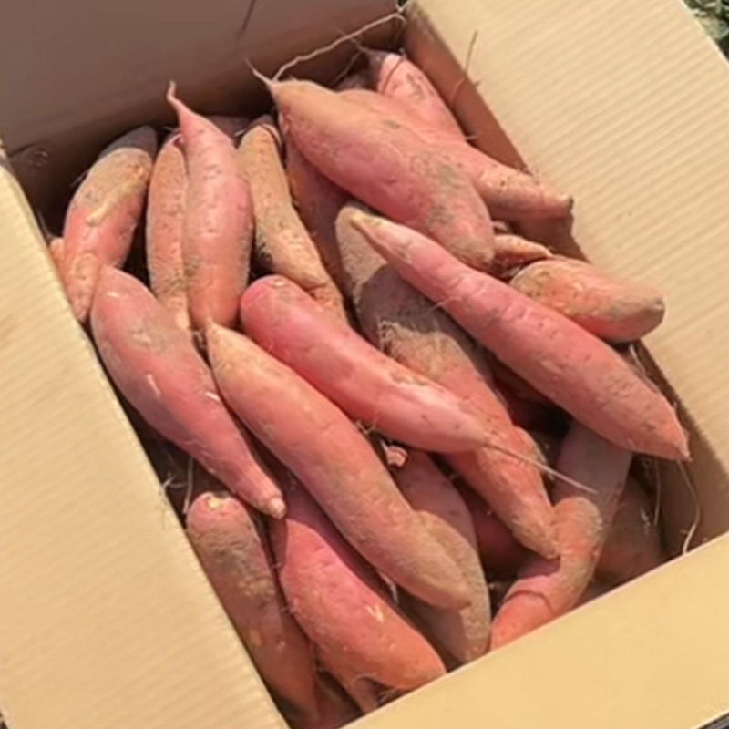 山东烟薯25号蜜薯糖心红薯沙地新鲜地瓜10斤番薯红心农家现挖烤