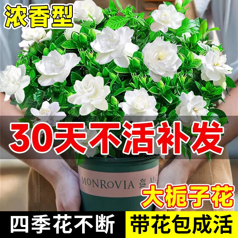 栀子花盆栽带花苞四季开 花室内桌面绿植大叶老桩浓香好养水培植