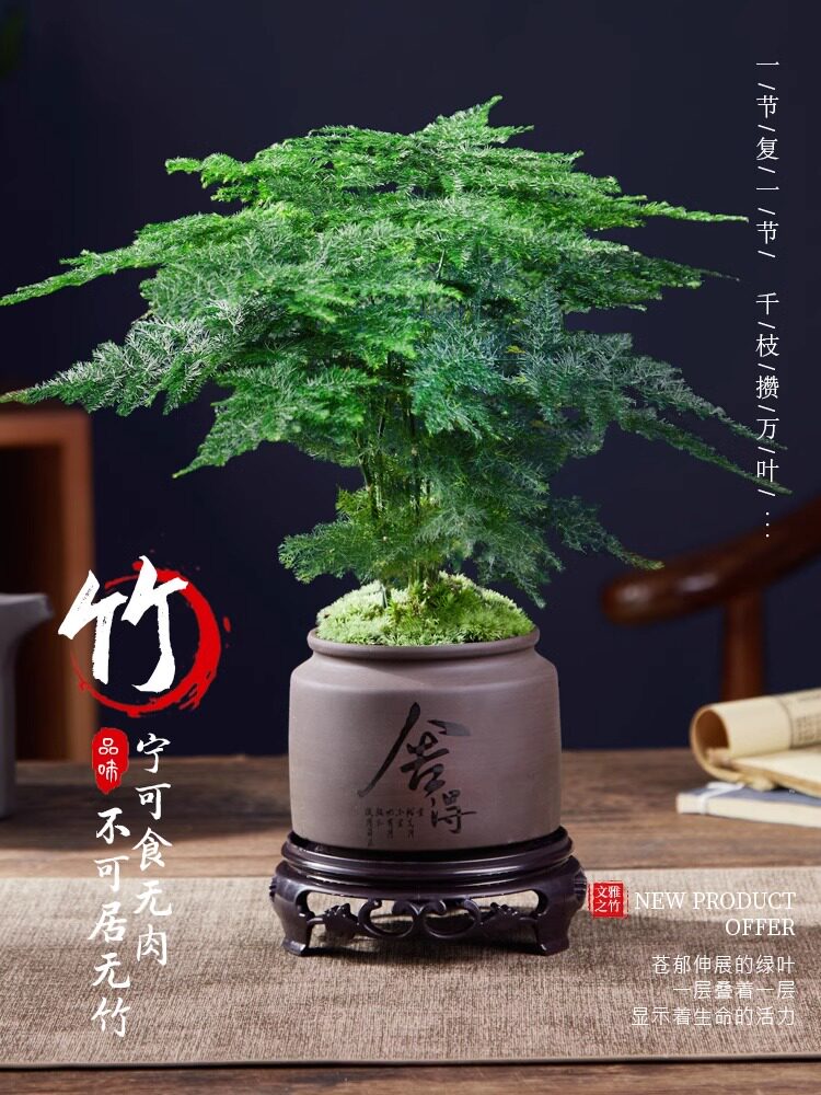 文竹盆栽植物水培客厅懒人小绿植室内办公室花卉大全盆景四季常青