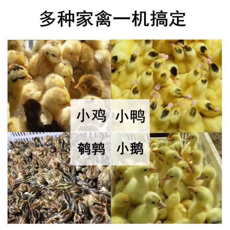 家用小型机器孵鸡蛋的小鸡电浮鸡浮化器孵化器孵蛋器全自动智能