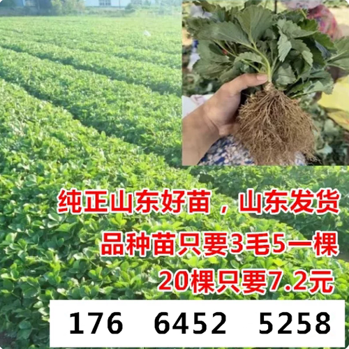 草莓秧苗 四季盆栽脱毒草莓苗 圣诞红红颜章姬南北方种植当年结果