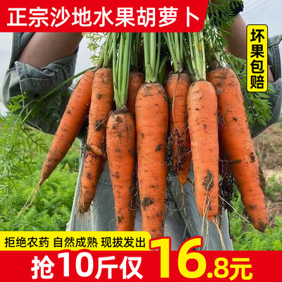 河南沙地水果红萝卜10斤