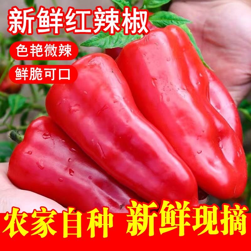 新鲜大红色椒农家自种做辣椒酱剁椒肉厚红辣椒微辣现摘当季蔬菜包