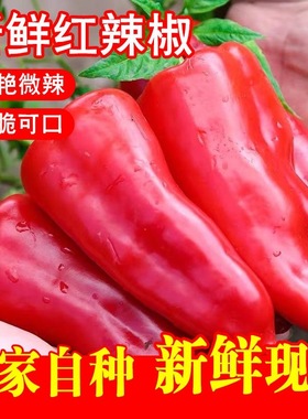 新鲜大红色椒农家自种做辣椒酱剁椒肉厚红辣椒微辣现摘当季蔬菜包