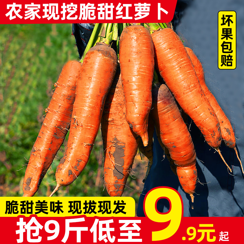 河南农家现挖脆甜红萝卜5-9斤新鲜胡萝卜蔬菜自种现挖带泥水果
