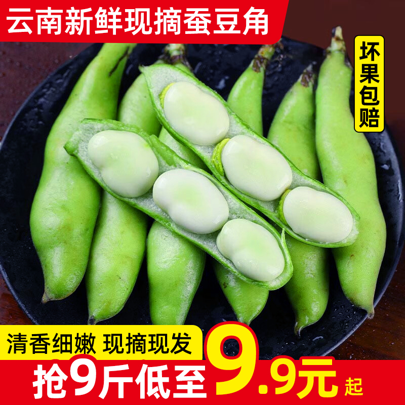 云南新鲜现摘蚕豆角5-9斤