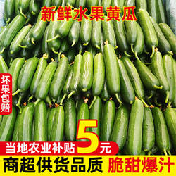 正宗寿光新鲜水果小黄瓜5斤荷兰无刺脆嫩青瓜时令蔬菜生吃整箱