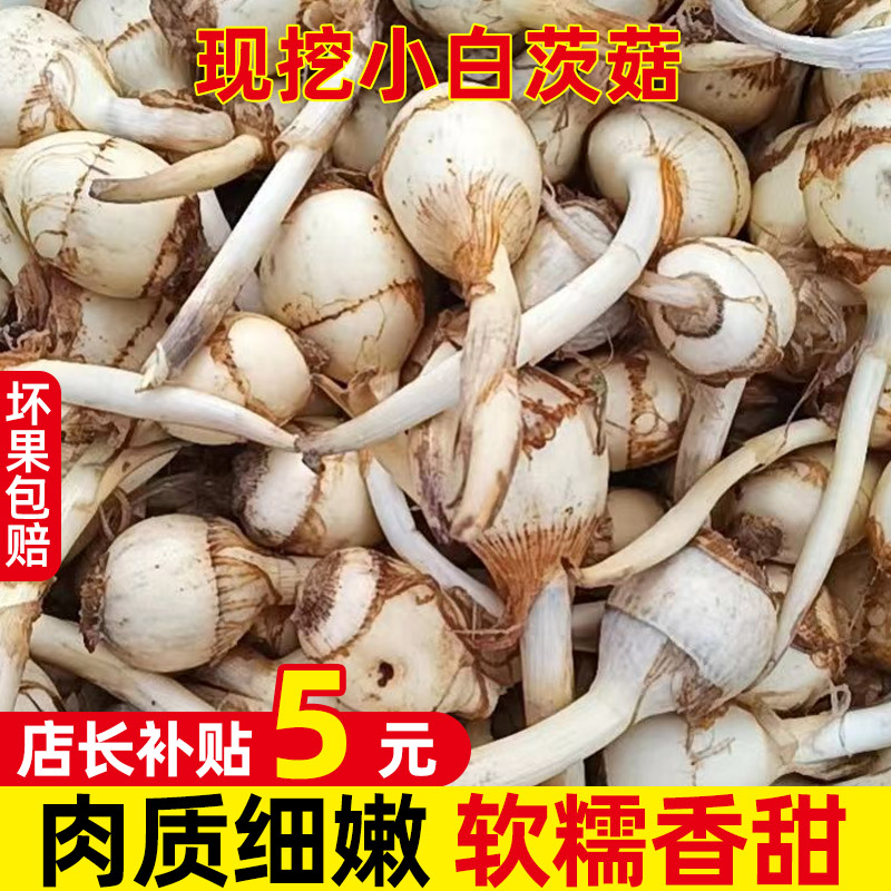 23年现挖云南小白茨菇5-9斤新鲜粉糯白茨菇慈菇白茨菰火锅配菜