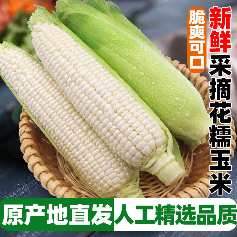 新鲜现摘带皮白糯玉米5-9斤四川粘黏软糯香甜超嫩玉米大棒代餐