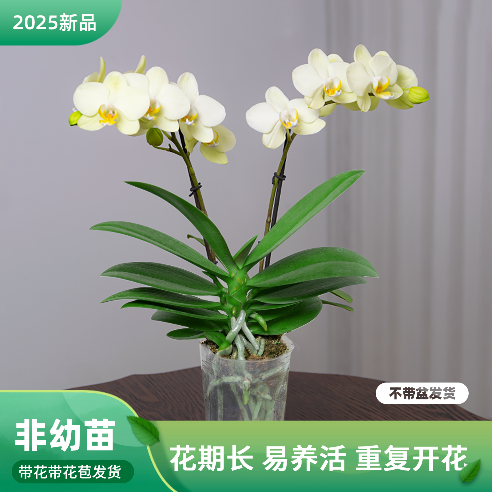 蝴蝶兰盆栽带花苞 客厅餐桌绿植花 蝴蝶兰【卡利】室内花卉巧工