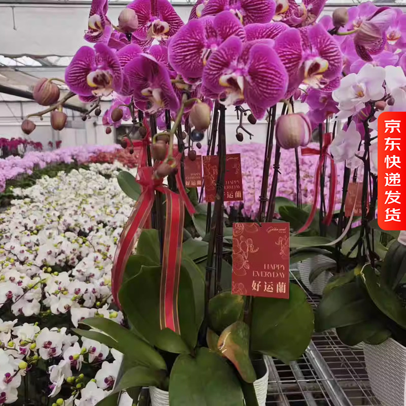 金色池塘  蝴蝶兰【精美组盆系列】新年带花室内乔迁开业礼物,鲜花速递/花卉仿真/绿植园艺,国兰/杂交兰/洋兰类,淘宝优惠券,粉丝福利购,淘宝优惠卷