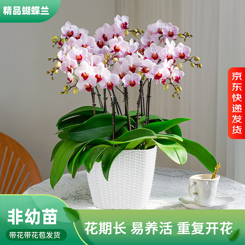 金色池塘 蝴蝶兰基地 【大组盆整合链接】室内乔迁开业礼品巧工,鲜花速递/花卉仿真/绿植园艺,国兰/杂交兰/洋兰类,淘宝优惠券,粉丝福利购,淘宝优惠卷