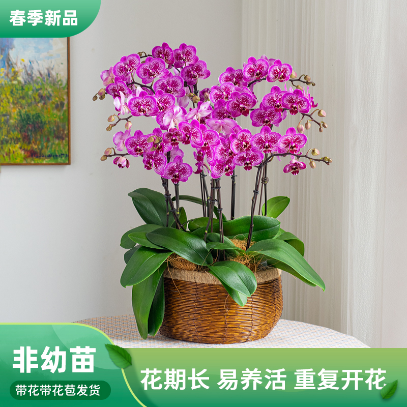 蝴蝶兰[孔雀]蝴蝶兰组盆花卉盆栽蝴蝶兰室内鲜花带花苞婚礼盆栽