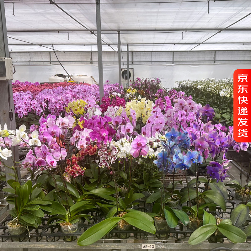 【精品蝴蝶兰盲盒】带花 蝴蝶兰（品种随机开放度随机介意勿下单,鲜花速递/花卉仿真/绿植园艺,国兰/杂交兰/洋兰类,淘宝优惠券,粉丝福利购,淘宝优惠卷