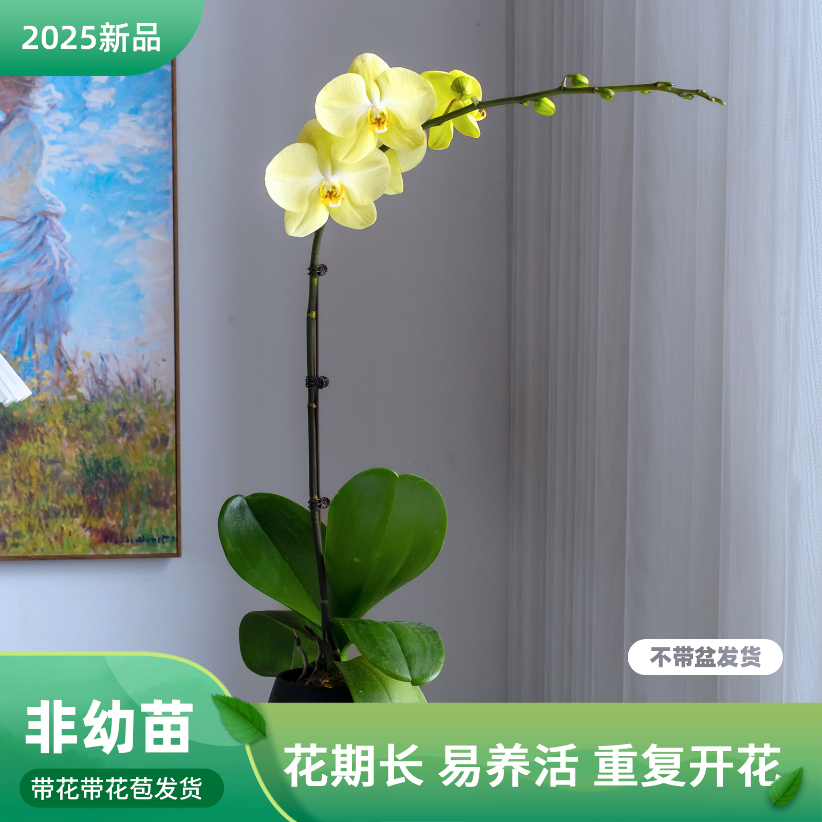 金色池塘 蝴蝶兰基地 【芳美神话】花卉带花室内乔迁开业礼品巧工