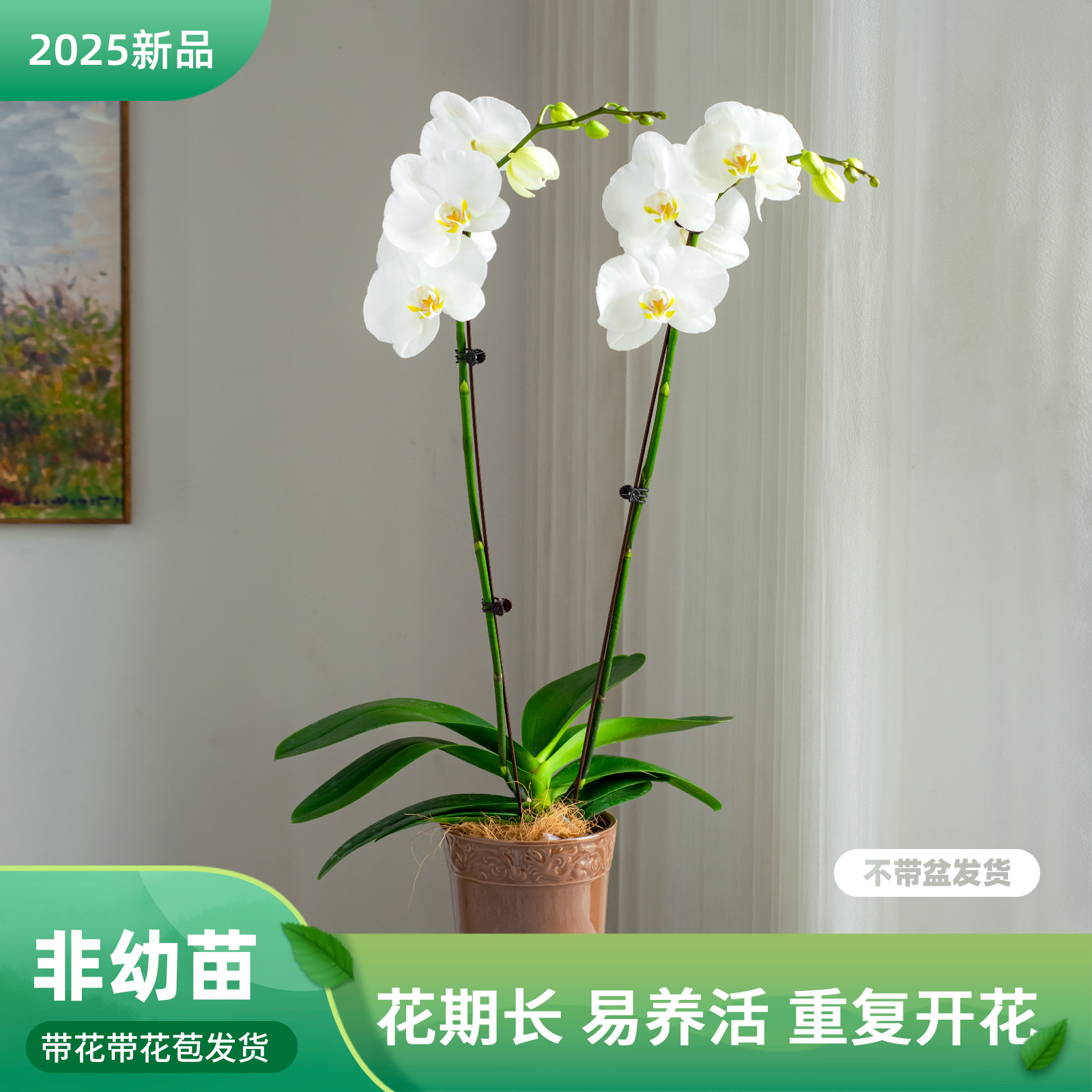 蝴蝶兰大花【诺丁汉】室内花卉客厅乔迁婚礼送礼带花带花苞巧工