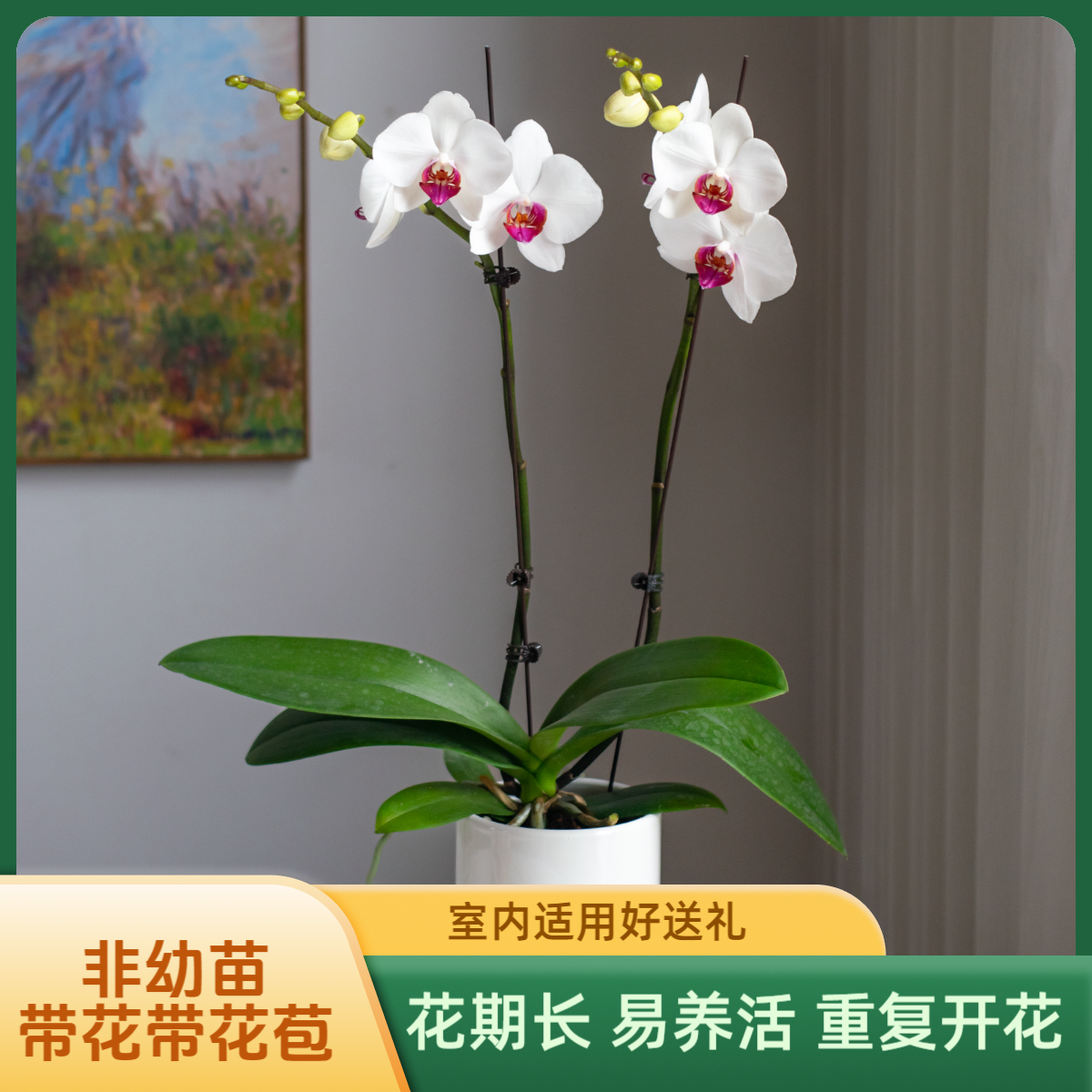 金色池塘 蝴蝶兰基地 【红眸】花卉带花室内乔迁开业礼品巧工