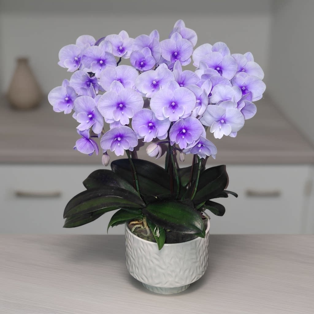 金色池塘蝴蝶兰【马卡龙紫色水晶】网红植物绿植盆栽室内花剑鲜花