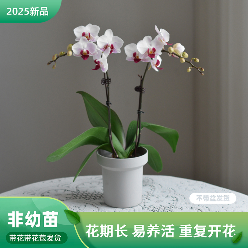 蝴蝶兰[貂蝉]室内花卉盆栽带花阳台盆栽种植 花