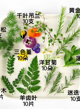 新鲜薄荷芽清香木叶子鸡尾酒夏季饮品烘焙蛋糕摆盘装饰三色堇花草
