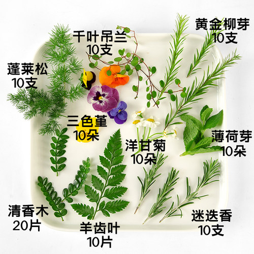 新鲜薄荷芽清香木叶子鸡尾酒夏季饮品烘焙蛋糕摆盘装饰三色堇花草