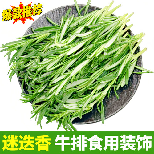 新鲜餐饮西餐摆盘装饰香料香草迷迭香牛排烤肉调酒蛋糕点缀叶子
