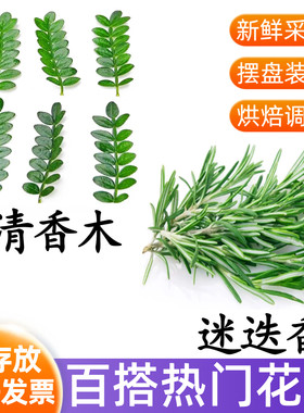 夏季热门百搭摆盘花草迷迭香清香木装饰叶子鸡尾酒咖啡蛋糕摆件
