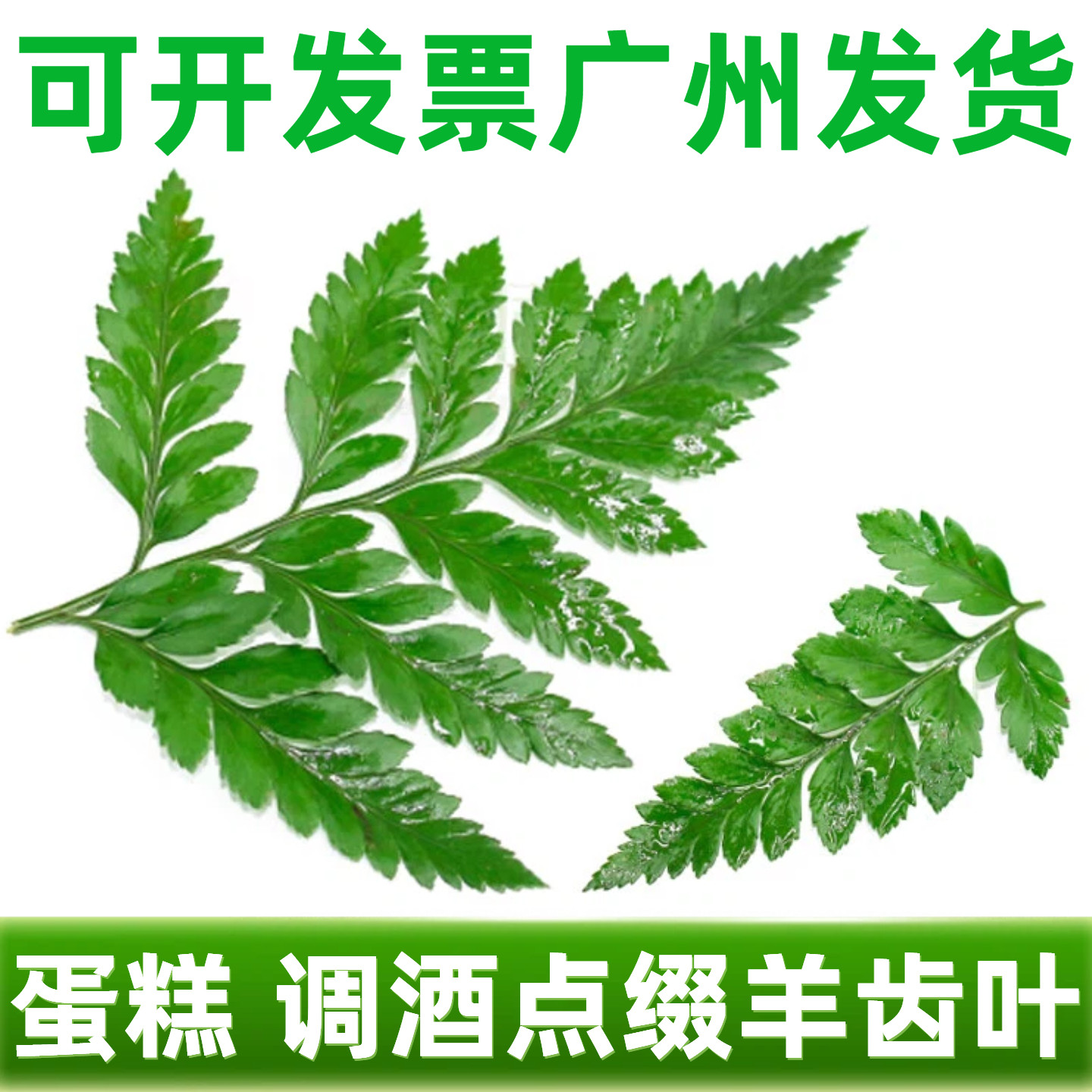 新鲜高山羊齿叶蛋糕烘焙夏季鸡尾酒饮品摆盘装饰叶子刺身摆件点缀