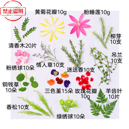 新鲜摆盘装饰花草鸡尾酒咖啡饮品食用蛋糕烘焙清香木三色堇点缀