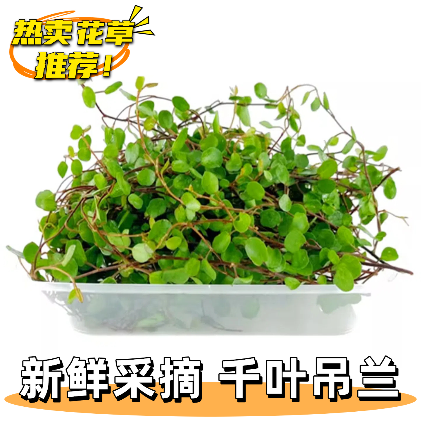 新鲜千叶吊兰长寿藤叶子鸡尾酒调酒点缀蛋糕烘焙西餐盘饰摆盘花草