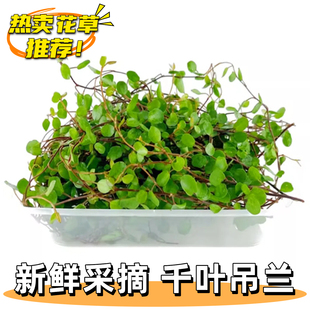 新鲜千叶吊兰长寿藤叶子鸡尾酒调酒点缀蛋糕烘焙西餐盘饰摆盘花草