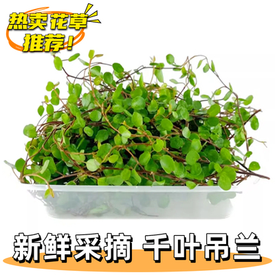 新鲜千叶吊兰长寿藤叶子鸡尾酒调酒点缀蛋糕烘焙西餐盘饰摆盘花草