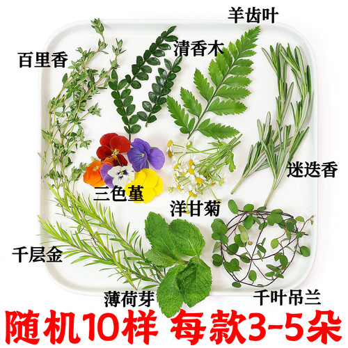 食品摆盘装饰花草套餐蛋糕烘焙鸡尾酒刺身咖啡红枫叶清香木薄荷芽