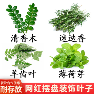 餐饮摆盘装饰叶子清香木迷迭香薄荷鸡尾酒冷饮咖啡蛋糕烘焙摆件