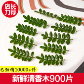 新鲜采摘清香木叶子蛋糕烘焙甜品西餐摆盘装 饰点缀花草胡椒木盆栽