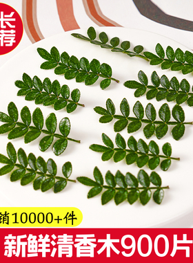 新鲜采摘清香木叶子蛋糕烘焙甜品西餐摆盘装饰点缀花草胡椒木盆栽